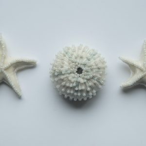 Sea Urchin : brooch ＆ White Sea Star : earrings