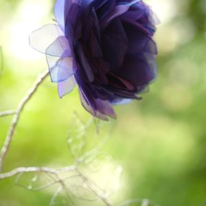 芍薬  Majestic, shame (2021)