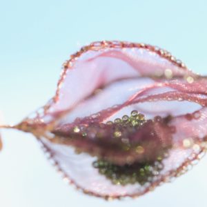 Luminous Winter Cherry