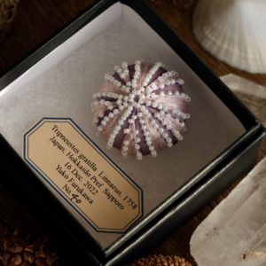 シラヒゲウニのブローチ（2022）