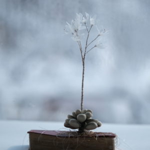 冬の花 winter flower (2022)