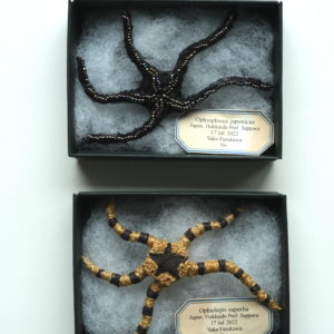 Ophioplocus japonicus ニホンクモヒトデ & Ophiolepis superbaワモンクモヒトデ (2022)