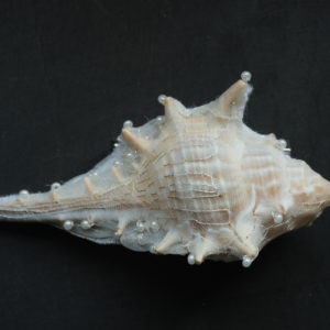 seashell brooch (2022)