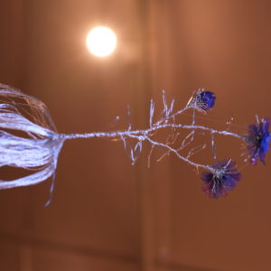 エゾギク Variety (2021)