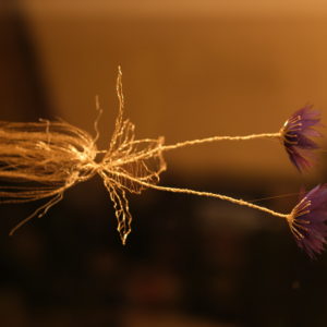 ガーベラ Hope, Mystery (2021)