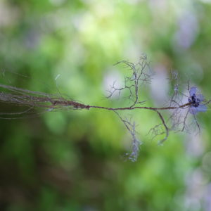 ニゲラ True self, Future (2021)