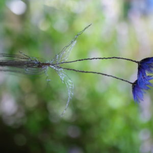 ガーベラ hope, mystery (2021)