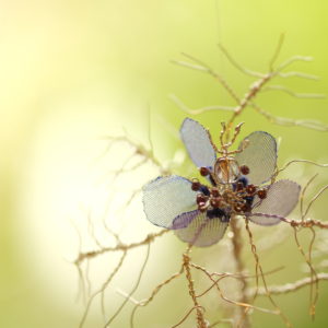 ニゲラ True self, Future (2021)