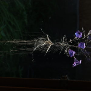 桔梗 endless love (2021)