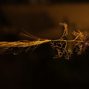 ニゲラ True self, Future (2021)