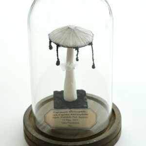 ネナガノヒトヨタケ(2023)