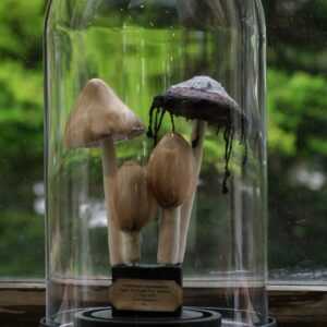 ヒトヨタケⅡ （2023）