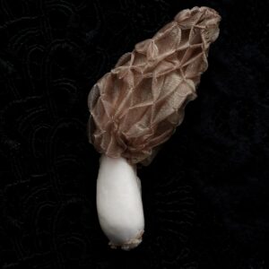 アミガサタケのブローチ(2023)