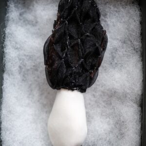 トガリアミガサタケのブローチ（2023）