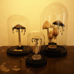 ヒトヨタケシリーズ