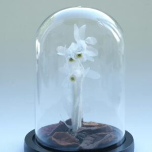 ギンリョウソウ（2024）