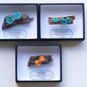 ロクショウグサレキン ピアス/ブローチ , ビョウタケ ピアス