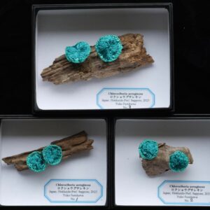 ロクショウグサレキン　ピアス/ イヤリング