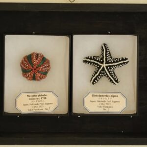 コシダカウニのブローチ、ニホンヒトデのブローチ