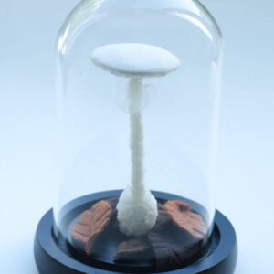 ドクツルタケ（2024）