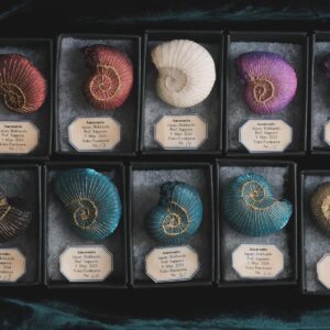 アンモナイト　ブローチ